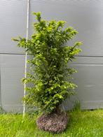 Taxus baccata te koop, Jardin & Terrasse, Plantes | Arbustes & Haies, Taxus, Enlèvement ou Envoi
