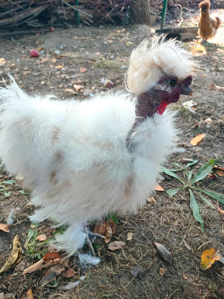 Zijdehoen hanen beschikbaar, Dieren en Toebehoren, Pluimvee