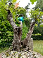 Bonsai meidoorn zeer oud, Tuin en Terras, Ophalen