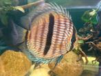 Discus heckel rio negro, Boeken, Dieren en Huisdieren, Ophalen