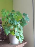 Zeldzame kamerplant Rhoicissus, Ophalen