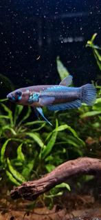 Wilde betta ocellata, Dieren en Toebehoren