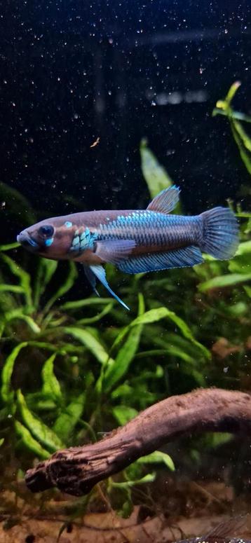 Wilde betta ocellata beschikbaar voor biedingen