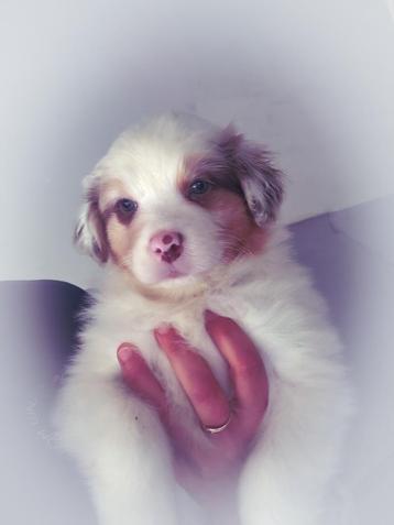 Australian shepherd pups met fci stamboom, Dieren en Toebehoren, Honden | Herdershonden en Veedrijvers, CDV (hondenziekte), België