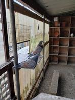 cauchois duiven, Dieren en Toebehoren