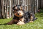 Prachtige Welsh terriër pups, Dieren en Toebehoren, Honden | Jack Russells en Terriërs, België, Overige rassen, CDV (hondenziekte)