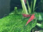 Neocaridina Rode Vuurgarnalen, Dieren en Toebehoren, Vissen | Aquariumvissen, Kreeft, Krab of Garnaal, Zoetwatervis