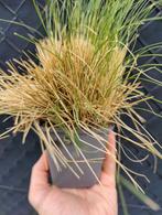 Stipa Verdergras  0.50 eur per pot, Ophalen of Verzenden