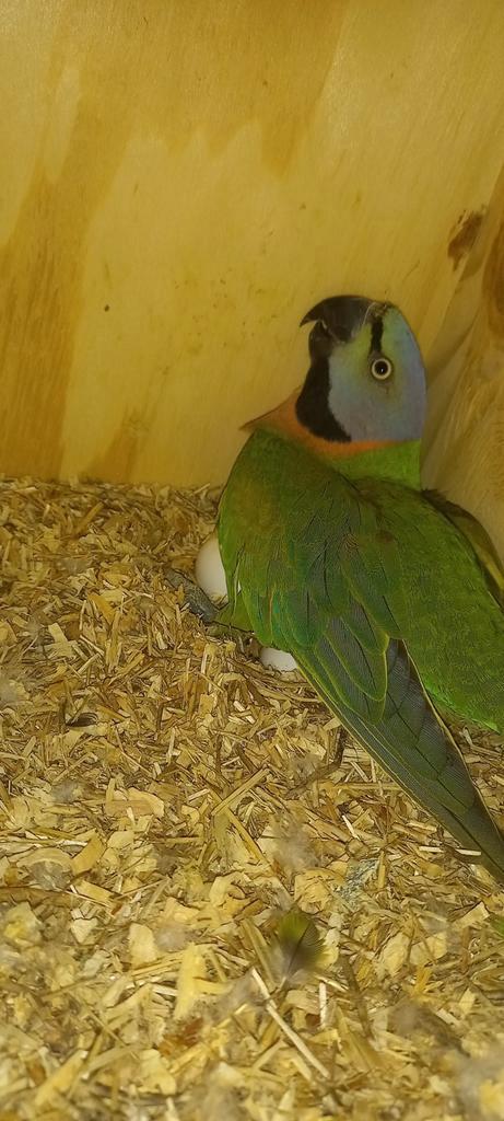 Koppel rozebost baardparkieten, Dieren en Toebehoren, Vogels | Parkieten en Papegaaien
