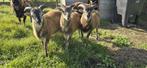 Soay ramlammen, Dieren en Toebehoren, Mannelijk, Schaap, 0 tot 2 jaar