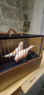 Couple Canaris 2025, Dieren en Toebehoren, Vogels | Kanaries