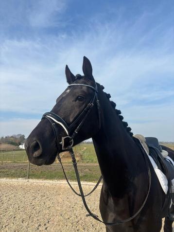 Super gave 5 jarige ruin Just WimphofxWynton beschikbaar voor biedingen