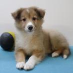 Sheltie - Chiots belges à vendre, Animaux & Accessoires, Chiens | Bergers & Bouviers, Commerçant, 8 à 15 semaines, Colley, Plusieurs