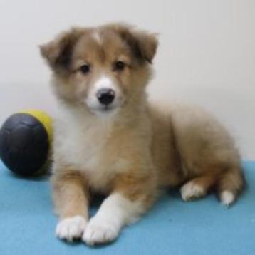 Sheltie - Belgische pups te koop beschikbaar voor biedingen
