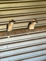 Kookaburra