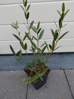 Phillyrea Angustifolia, Tuin en Terras, Ophalen, Halfschaduw