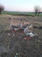 Chineze knobbelganzen, Dieren en Toebehoren