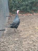 kalkoen hen, Dieren en Toebehoren, Pluimvee