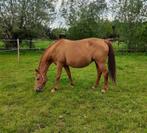 Drachtige Wandor merrie en haar hengstveulen Bond Jamesbond, Dieren en Toebehoren, Paarden, Merrie, Z