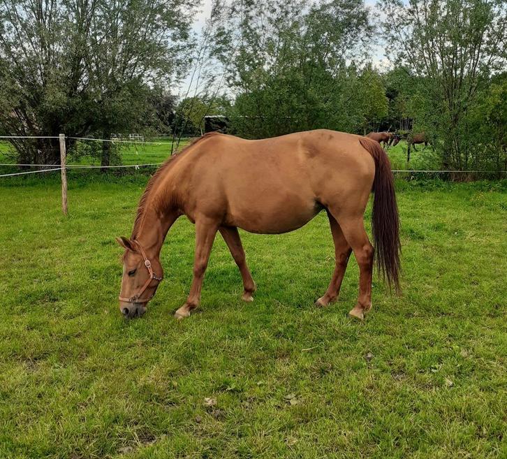 Drachtige Wandor merrie en haar hengstveulen Bond Jamesbond, Dieren en Toebehoren, Paarden, Merrie, Z