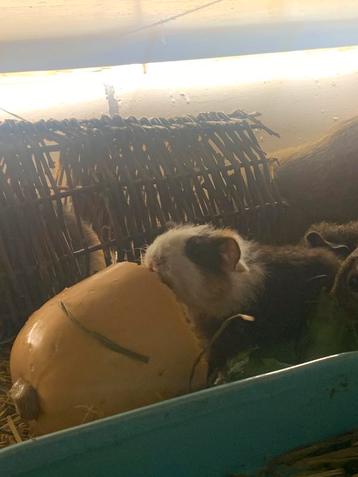 Us Teddy agouti-Bont beschikbaar voor biedingen