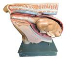 SOMSO anatomisch model koe met kalf Bekkenmodel Koe, Ophalen