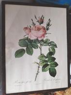 Redoute, litho van Engelse roos: Rosa bifera, Antiek en Kunst, Ophalen of Verzenden