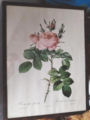 Redoute, litho van Engelse roos: Rosa bifera beschikbaar voor biedingen