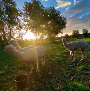 Sterk elektrisch spinnewiel met gratis alpaca wol EEW 6.1