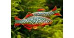 Rasbora Galaxy ( Danio Margaritatus), Dieren en Toebehoren, Vissen | Aquariumvissen