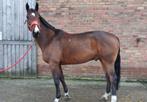 Matcho van 't Bosveld, Dieren en Toebehoren, Paarden, Gechipt, Ruin, 160 tot 165 cm, 11 jaar of ouder