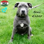 Amerikaanse Staffordshire Terrier - Blue en Bosco, Dieren en Toebehoren, Honden | Jack Russells en Terriërs, 15 weken tot 1 jaar