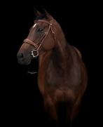 Secretariat afstammeling Engelse volbloed merrie te koop, Dieren en Toebehoren, Merrie, B, Gechipt, 7 tot 10 jaar
