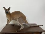 Opgezette Bennett Wallaby Taxidermie Opgezet Curiosa, Verzamelen, Dierenverzamelingen, Ophalen, Overige soorten, Opgezet dier