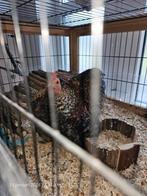 Jonge cochin kriel haan, Animaux & Accessoires, Volatiles | Accessoires, Enlèvement