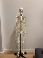 Anatomisch menselijk skelet - levensgroot, Enlèvement, Comme neuf