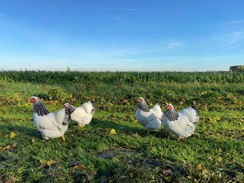Wyandotte kriel kippen zwart wit Columbia gesekst + ingeënt, Dieren en Toebehoren, Pluimvee, Kip, Vrouwelijk