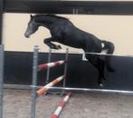 Talentvolle Merrie, Dieren en Toebehoren, Merrie, Springpaard, Zadelmak, 3 tot 6 jaar