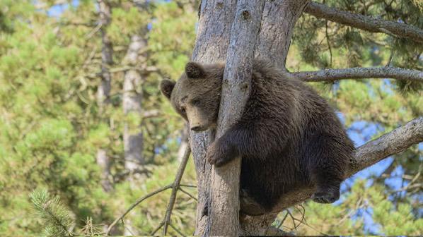 Grotten van Han tickets, Tickets en Kaartjes, Recreatie | Dierentuinen