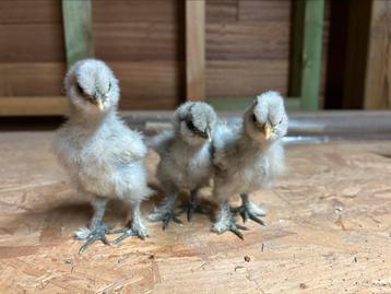 Zijdehoenderkuikens, Sexe inconnu, Poule ou poulet