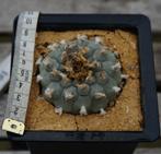 Lophophora williamsii Texas, Jardin & Terrasse, Plantes | Jardin, Enlèvement ou Envoi