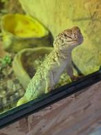 Uromastyx nigriventis flame, Dieren en Toebehoren