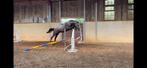 2-jarige hengst Contagio x Untouchable, Dieren en Toebehoren, Springpaard, 0 tot 2 jaar, Hengst, Onbeleerd