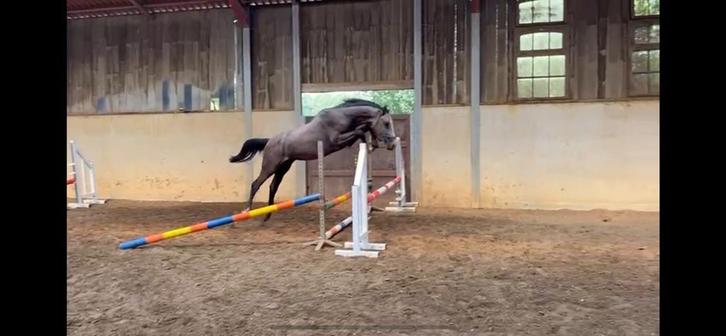 2-jarige hengst Contagio x Untouchable, Dieren en Toebehoren, Paarden, Hengst, Onbeleerd, 0 tot 2 jaar, Springpaard, Met stamboom