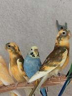 Croupion rouge, Dieren en Toebehoren, Vogels | Parkieten en Papegaaien