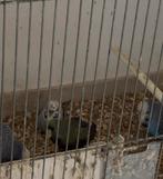 Kleurgrasparkieten - Blackface Blackwing - albino - …, Animaux & Accessoires