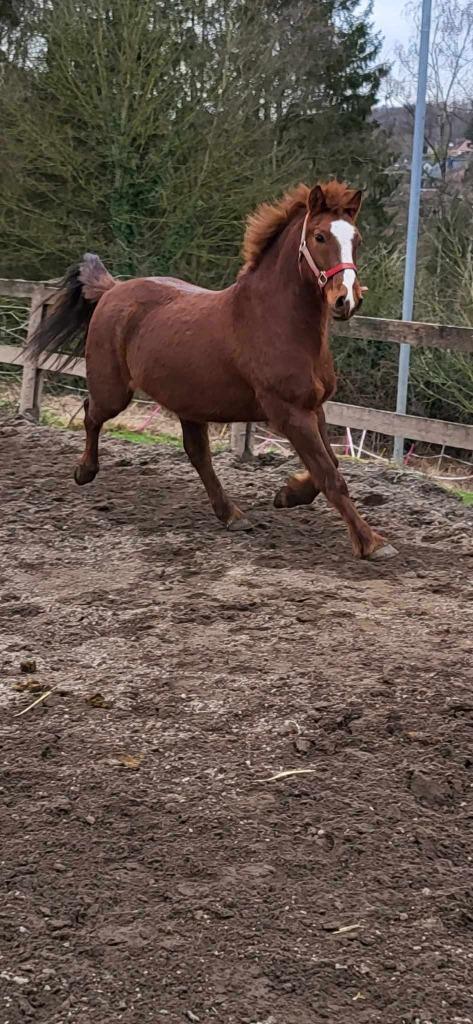 superbe et adorable petit cheval, Dieren en Toebehoren, Paarden, Ruin, Onbeleerd, Minder dan 160 cm, 7 tot 10 jaar, Recreatiepaard