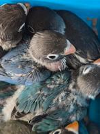 Dwergpapegaai jongen, Dieren en Toebehoren, Geslacht onbekend, Dwergpapegaai of Agapornis, Tam