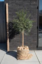 Kaviaarlimoen - limoenboom - stamomtrek 8-10cm - 125cm hoog, Volle zon, 100 tot 250 cm, Ophalen of Verzenden, In pot