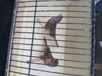 Zwart rood mozaïek, Dieren en Toebehoren, Vogels | Kanaries, Meerdere dieren, Kleurkanarie